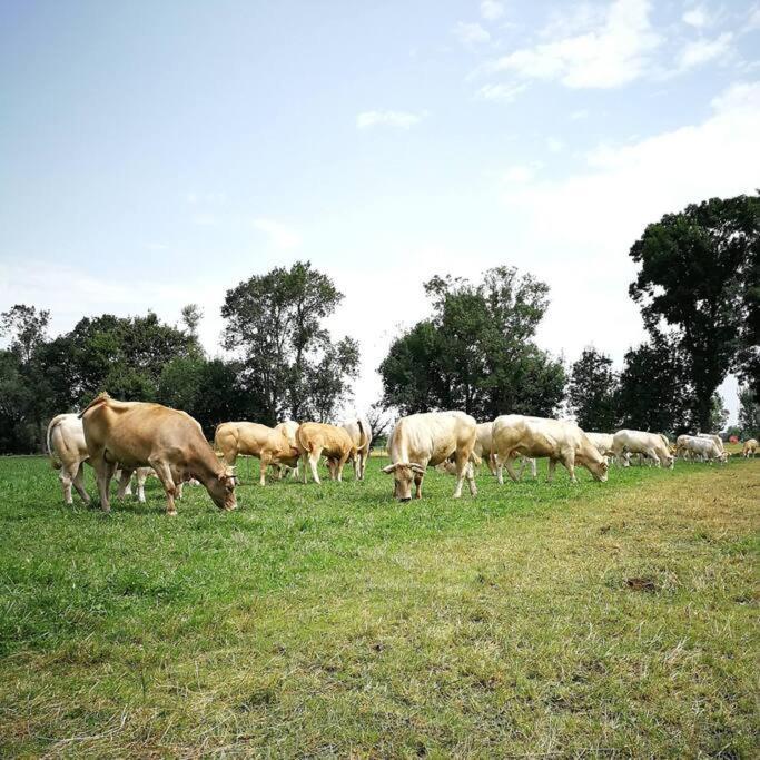 Gite A La Ferme De La Bouriette Revel  Esterno foto